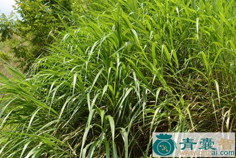中药材芒草图片