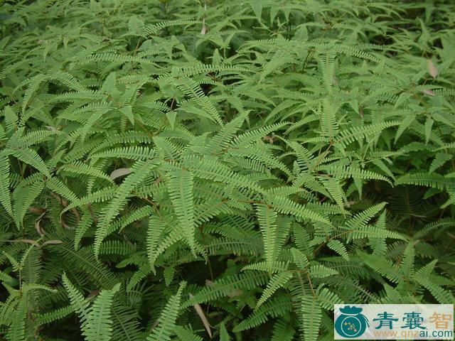中药材芒萁骨根图片