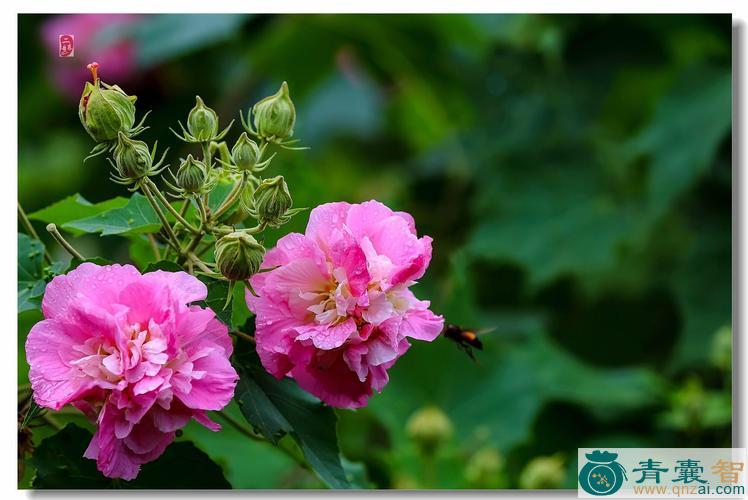 中药材芙蓉花图片