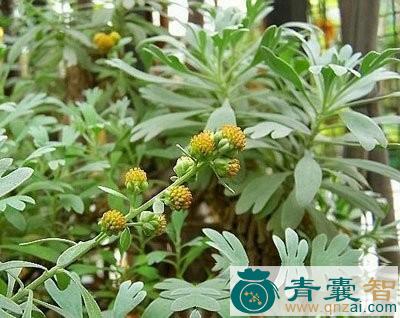 中药材芙蓉菊根图片