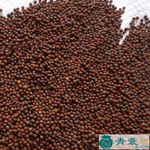 中药材芜菁子图片