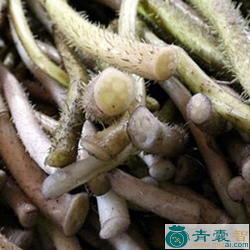 中药材芡实茎图片