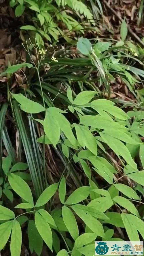 中药材芦山红岩七图片