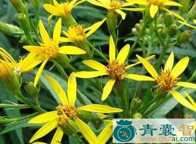 中药材芦山藤图片