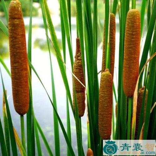 中药材芦烛图片