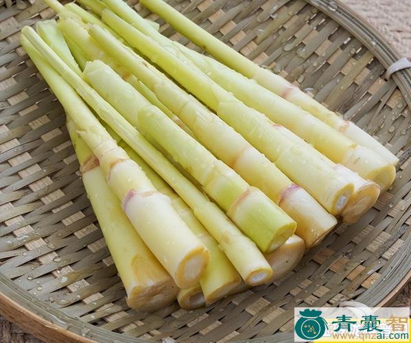 中药材芦竹笋图片