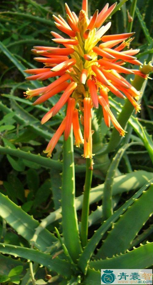 中药材芦花图片