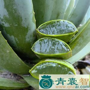 中药材芦荟叶图片