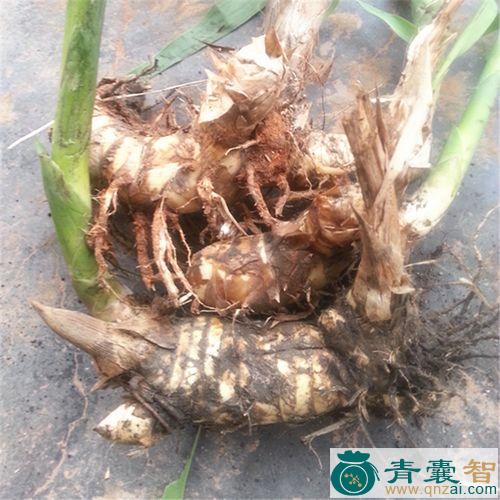 中药材芦荻头图片
