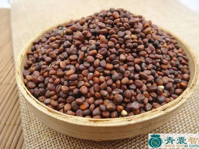 中药材芦菔图片