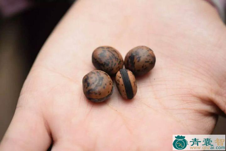 中药材芧栗图片