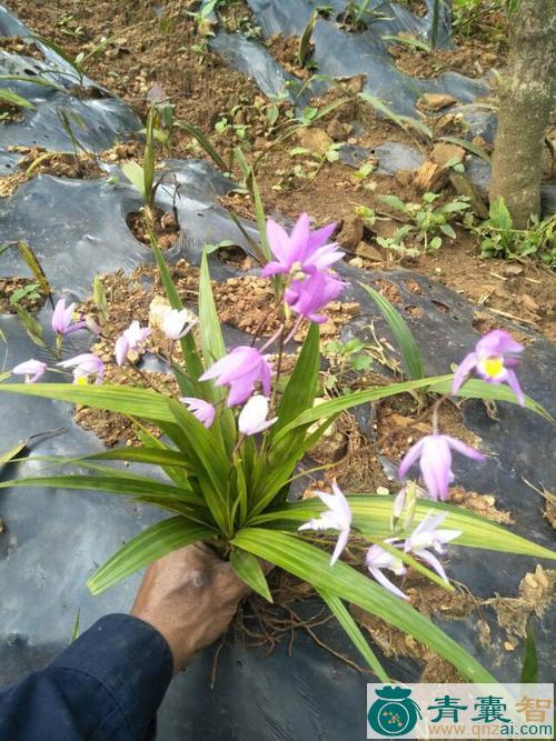 中药材芨芨草花图片
