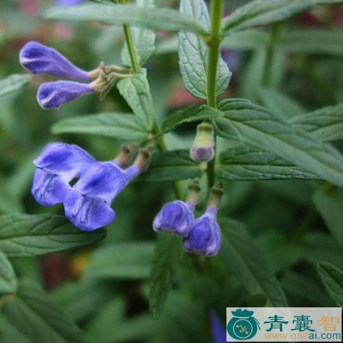 中药材芩草图片