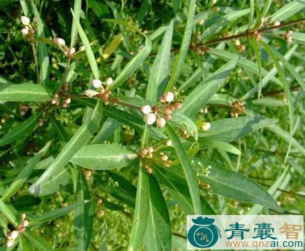 中药材芫花叶白前图片