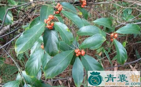 中药材芭苾草图片
