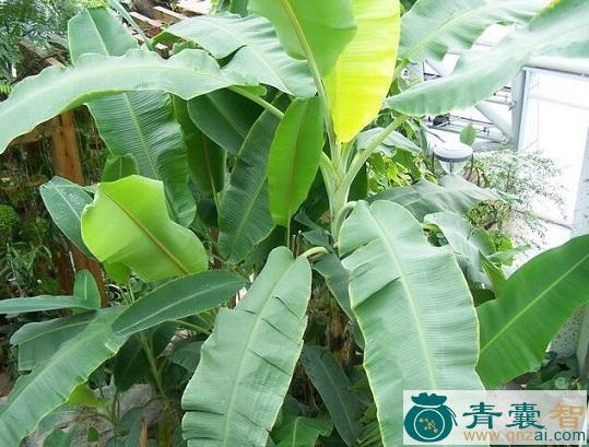 中药材芭蕉叶图片