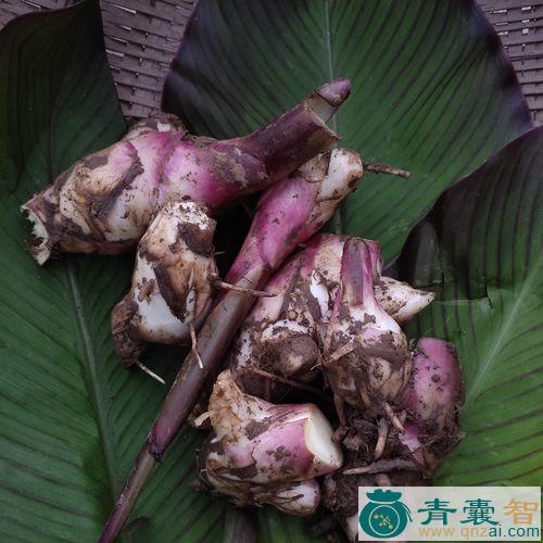 芭蕉芽的性状性味归经以及功效用法-青囊智