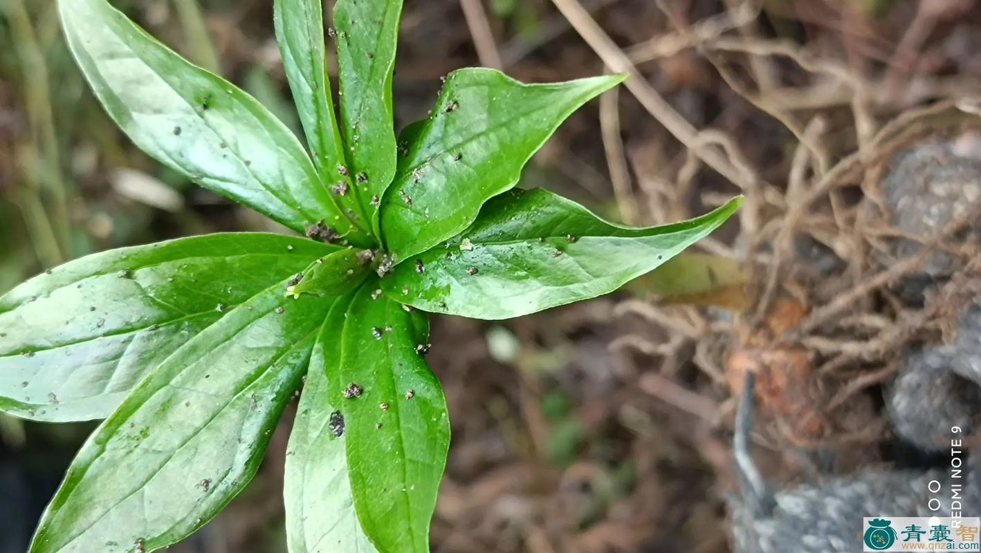 中药材花便莲图片