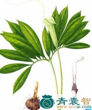 花南星的性状性味归经以及功效用法和注意事项-青囊智