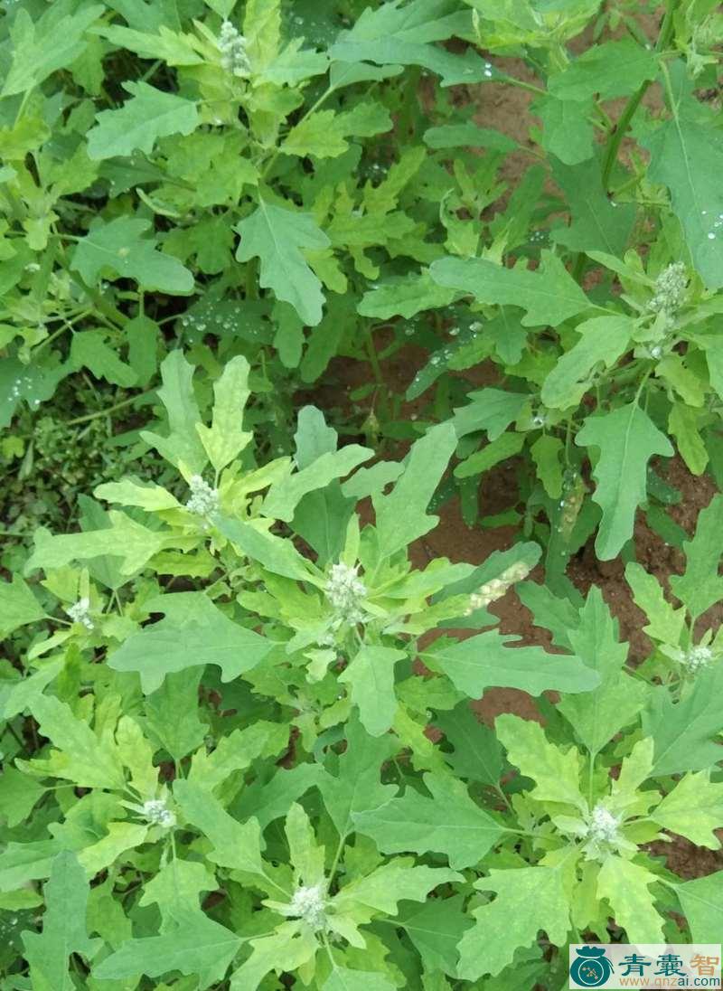 中药材花叶狗牙七图片