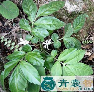 中药材花叶矮沱沱图片
