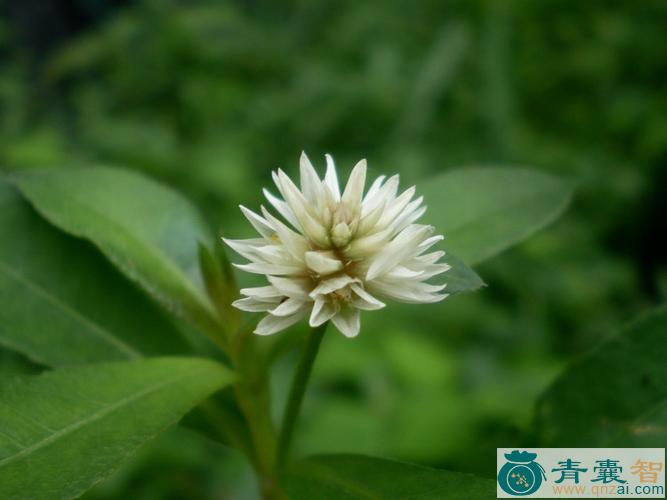 中药材花叶空心草图片