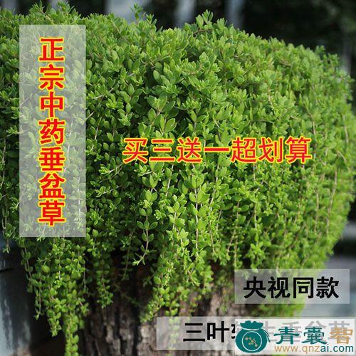 花墙刺的性味归经以及功效用法和注意事项-青囊智