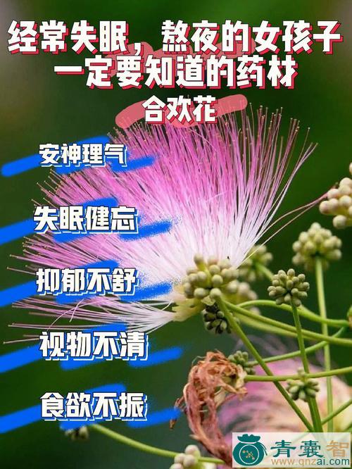 中药材花奴玉蒸图片