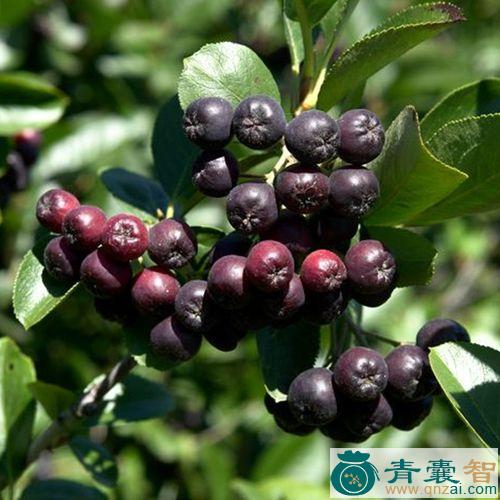 中药材花楸图片
