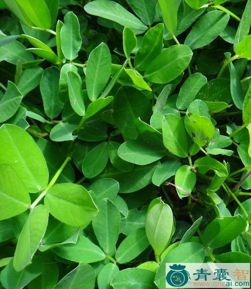 中药材花生茎叶图片
