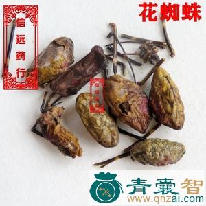 花结蛛的性状性味归经以及功效用法-青囊智