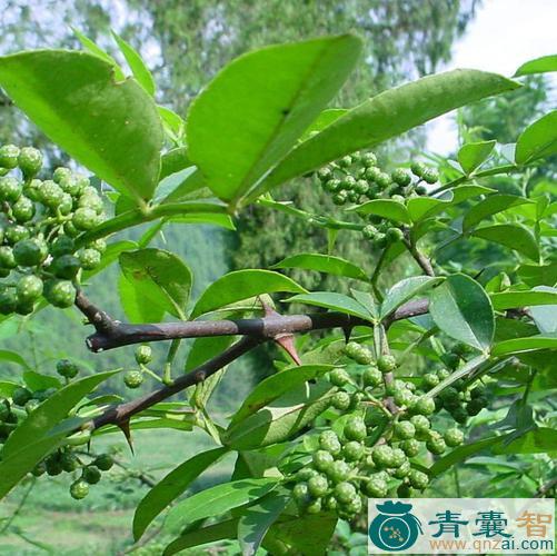 中药材花胶树图片