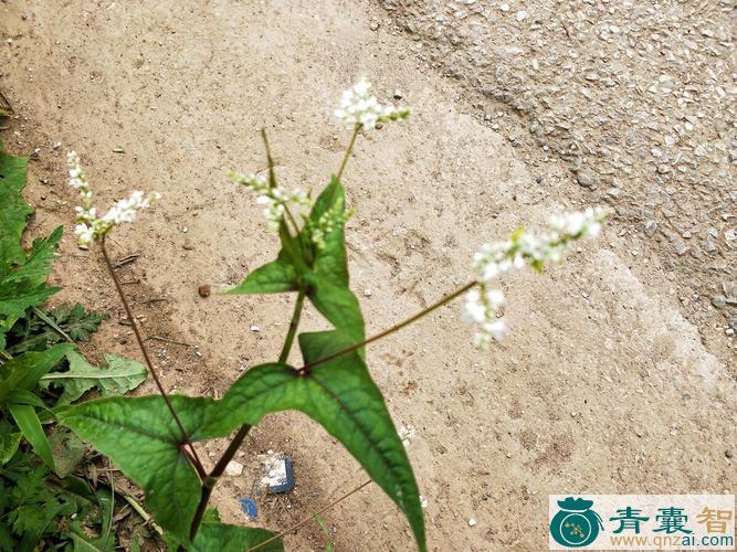 中药材花脸荞麦图片