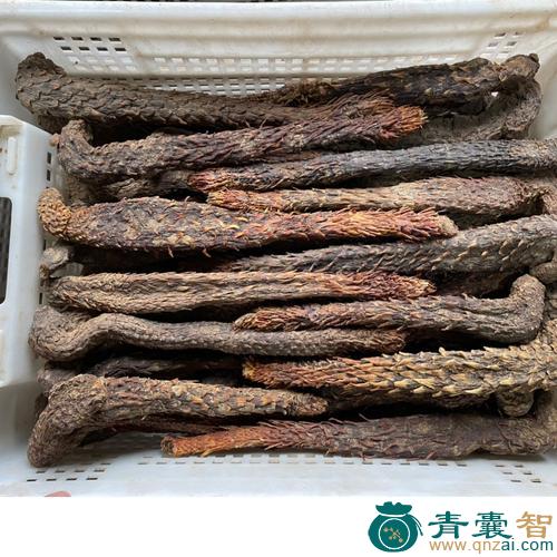 中药材花苁蓉图片