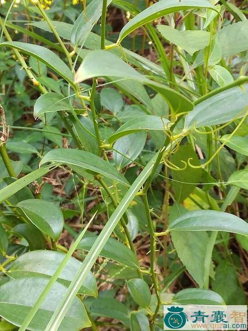 中药材花萆薢图片