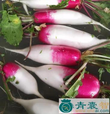 中药材花萝卜图片