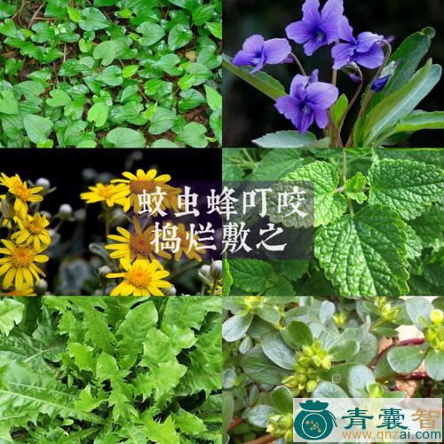 中药材花蚊虫图片