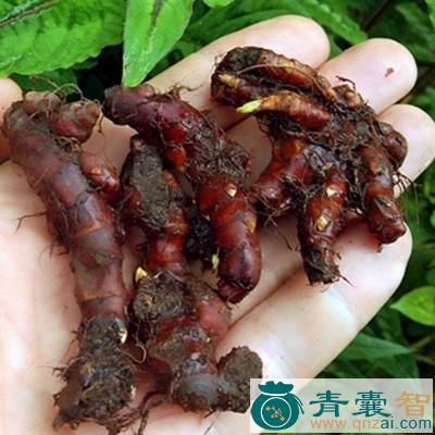 中药材花蝴蝶图片