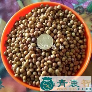 中药材花螺树豆图片