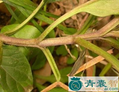 中药材花被单图片