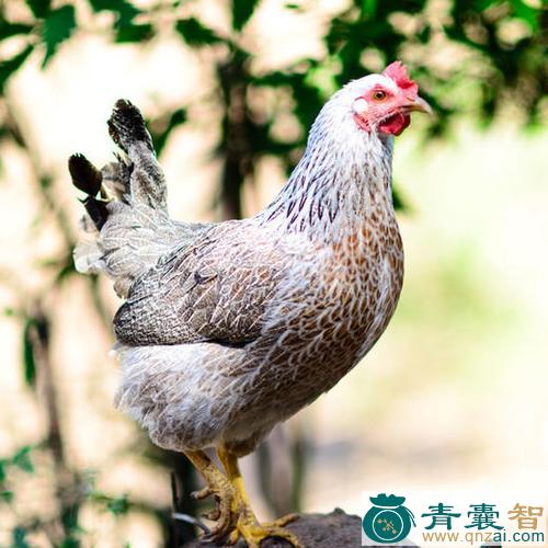 中药材花鸡图片