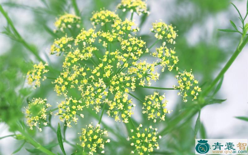 中药材芳草花图片