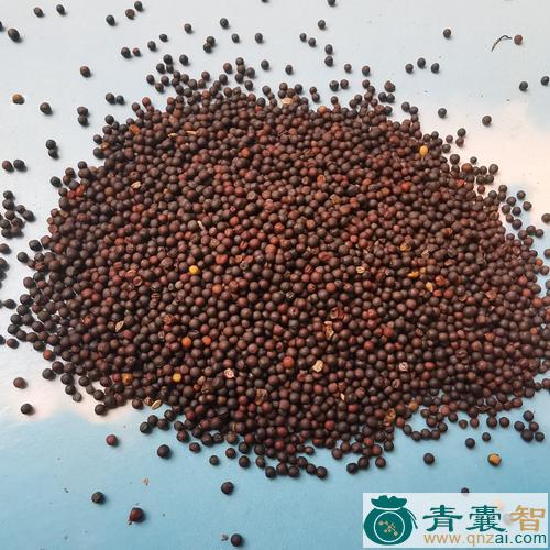 芸苔子的性状性味归经以及功效用法-青囊智