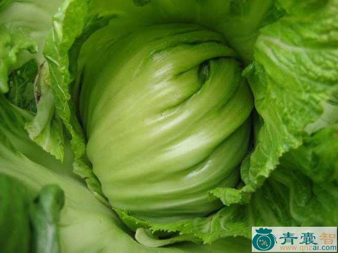 中药材芸薹图片