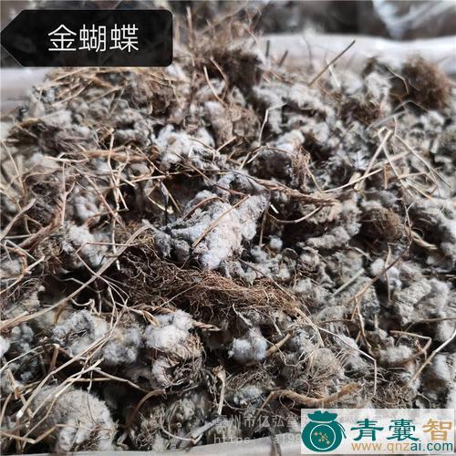 中药材芹菜金凤蝶图片