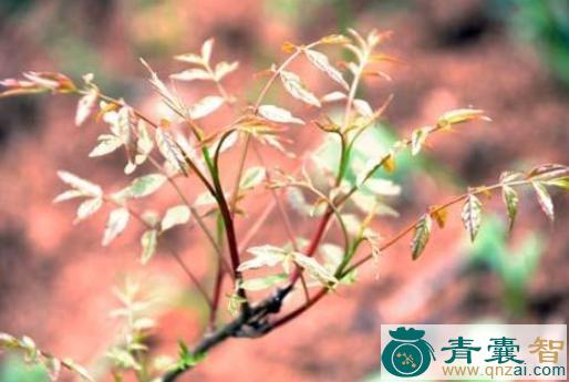 中药材芽香树图片