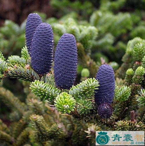 苍山冷杉的性味归经以及功效用法-青囊智