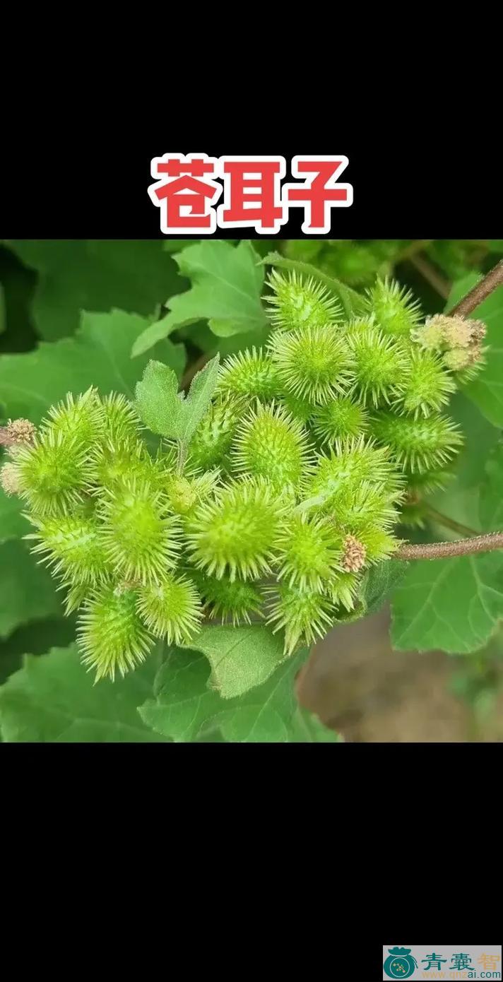 中药材苍棵子图片