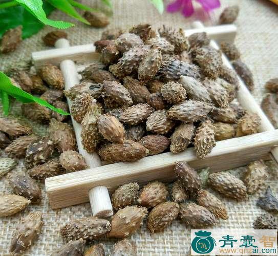 中药材苍耳图片