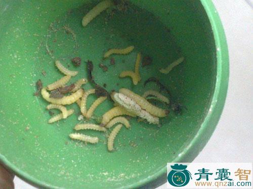 中药材苍耳囊虫图片